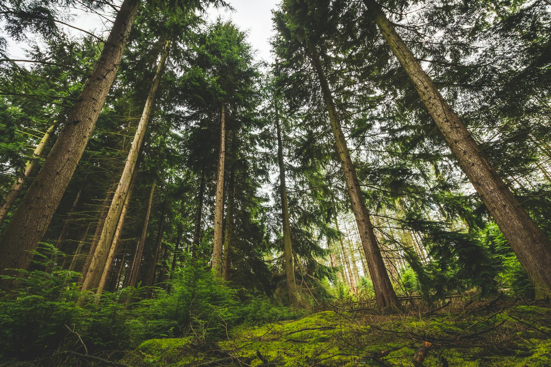 活動分享》【里山講座】見樹又見林 – 從植群調查看見森林的奧秘